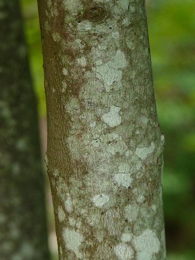 {Acer rubrum var. rubrum}